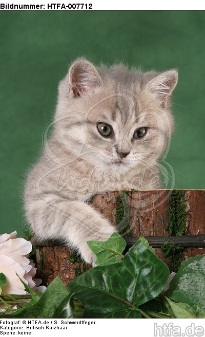 Britisch Kurzhaar Kätzchen / british shorthair kitten / HTFA-007712