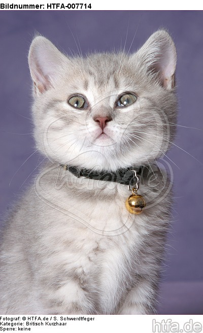 Britisch Kurzhaar Kätzchen / british shorthair kitten / HTFA-007714