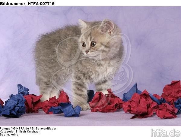 Britisch Kurzhaar Kätzchen / british shorthair kitten / HTFA-007715