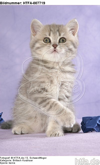 Britisch Kurzhaar Kätzchen / british shorthair kitten / HTFA-007719