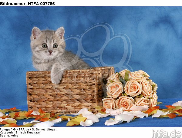 Britisch Kurzhaar Kätzchen / british shorthair kitten / HTFA-007756