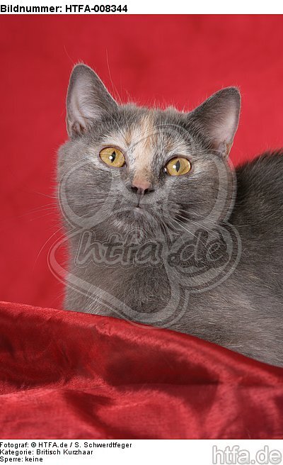 liegende Britisch Kurzhaar / lying british shorthair / HTFA-008344