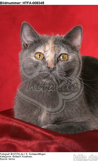 liegende Britisch Kurzhaar / lying british shorthair / HTFA-008345