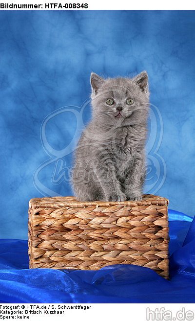 sitzendes Britisch Kurzhaar Kätzchen / sitting british shorthair kitten / HTFA-008348