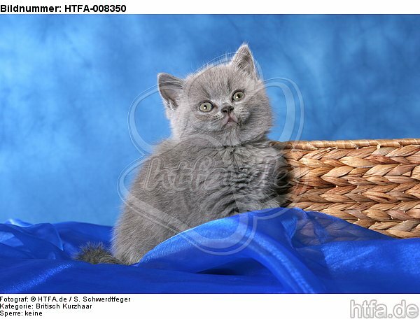 sitzendes Britisch Kurzhaar Kätzchen / sitting british shorthair kitten / HTFA-008350