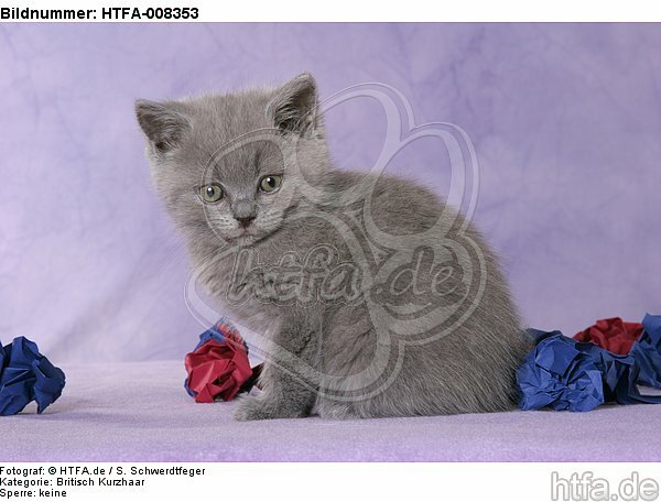 sitzendes Britisch Kurzhaar Kätzchen / sitting british shorthair kitten / HTFA-008353