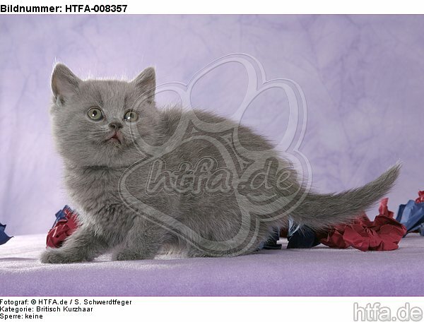 Britisch Kurzhaar Kätzchen / british shorthair kitten / HTFA-008357