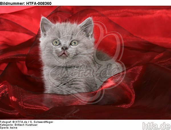 sitzendes Britisch Kurzhaar Kätzchen / sitting british shorthair kitten / HTFA-008360
