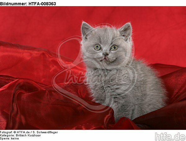 sitzendes Britisch Kurzhaar Kätzchen / sitting british shorthair kitten / HTFA-008363