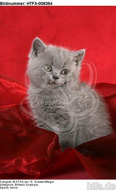 sitzendes Britisch Kurzhaar Kätzchen / sitting british shorthair kitten / HTFA-008364