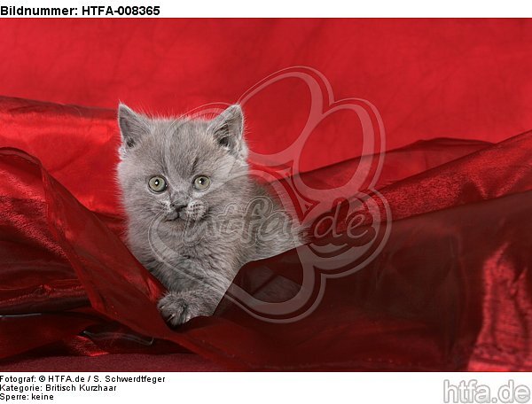 sitzendes Britisch Kurzhaar Kätzchen / sitting british shorthair kitten / HTFA-008365