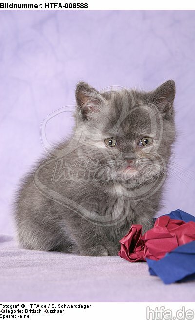 sitzendes Britisch Kurzhaar Kätzchen / sitting british shorthair kitten / HTFA-008588