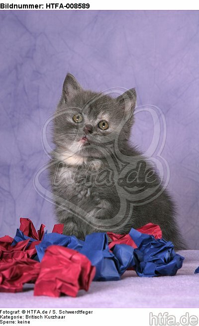 sitzendes Britisch Kurzhaar Kätzchen / sitting british shorthair kitten / HTFA-008589