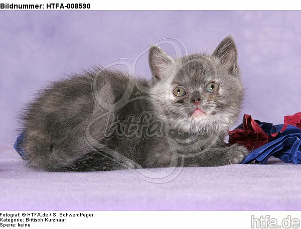 liegendes Britisch Kurzhaar Kätzchen / lying british shorthair kitten / HTFA-008590