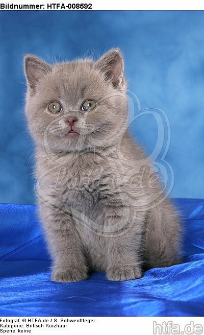 sitzendes Britisch Kurzhaar Kätzchen / sitting british shorthair kitten / HTFA-008592