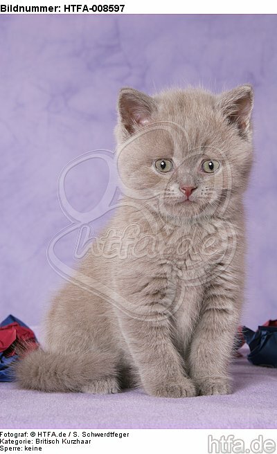 sitzendes Britisch Kurzhaar Kätzchen / sitting british shorthair kitten / HTFA-008597
