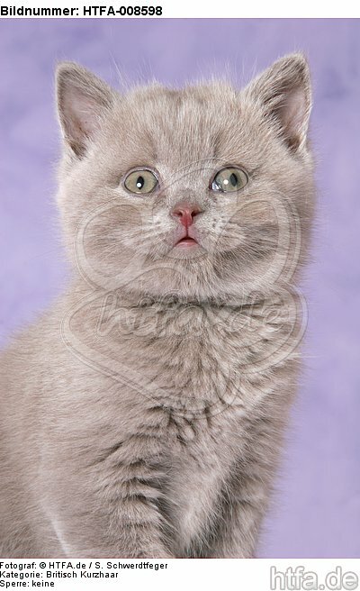 Britisch Kurzhaar Kätzchen Portrait / british shorthair kitten portrait / HTFA-008598