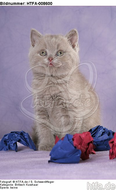 sitzendes Britisch Kurzhaar Kätzchen / sitting british shorthair kitten / HTFA-008600