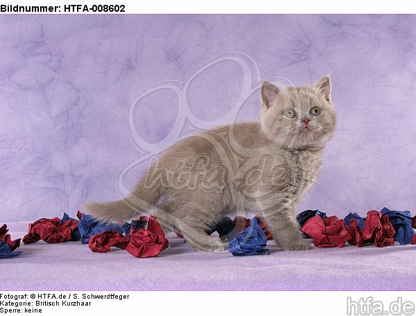 stehendes Britisch Kurzhaar Kätzchen / standing british shorthair kitten / HTFA-008602