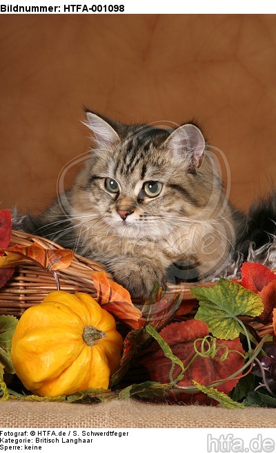 Britisch Langhaar Portrait / Highlander portrait / HTFA-001098