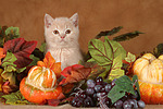 Britisch Kurzhaar Kätzchen / british shorthair kitten