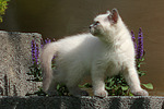 Britisch Kurzhaar Kätzchen / british shorthair kitten