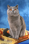 Britisch Kurzhaar / british shorthair