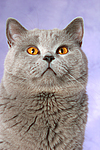 Britisch Kurzhaar / british shorthair