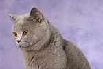 Britisch Kurzhaar / british shorthair