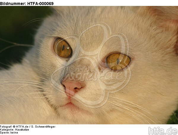 Hauskatze Portrait / domestic cat portait / HTFA-000069