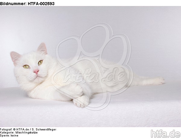 Mischlingskatze / domestic cat / HTFA-002593