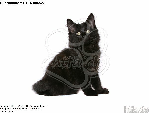 Norwegische Waldkatze Kätzchen / norwegian forestcat kitten / HTFA-004527