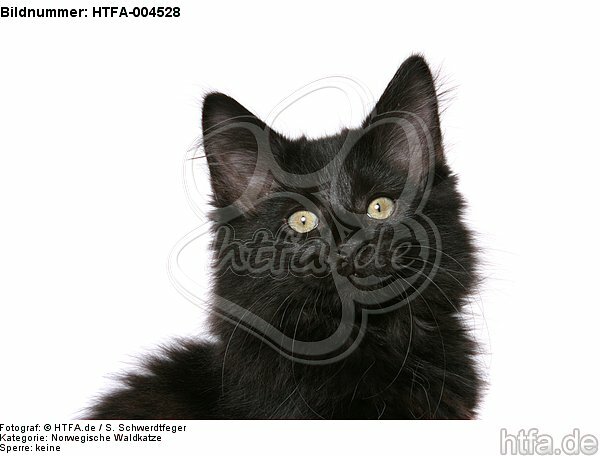 Norwegische Waldkatze Kätzchen / norwegian forestcat kitten / HTFA-004528