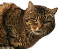 liegende Hauskatze / lying domestic cat
