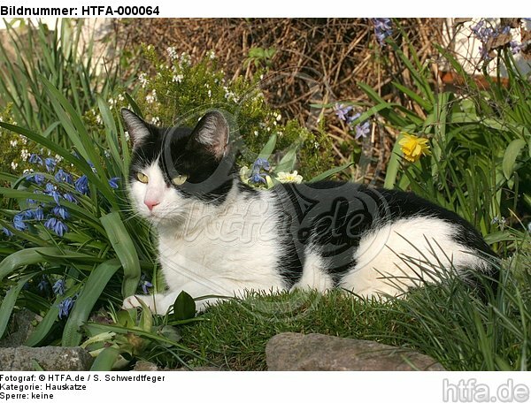 liegende Hauskatze / lying domestic cat / HTFA-000064