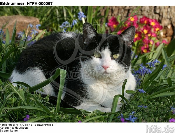 Hauskatze im Frühling / domestic cat in spring / HTFA-000067