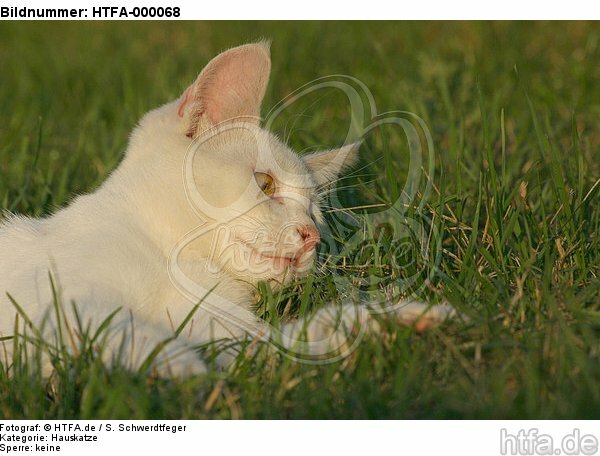 liegende Hauskatze / lying domestic cat / HTFA-000068