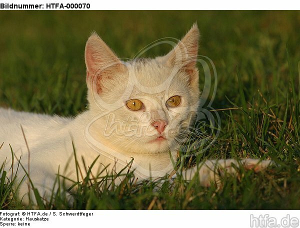 liegende Hauskatze / lying domestic cat / HTFA-000070
