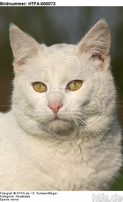 Hauskatze Portrait / domestic cat portrait / HTFA-000073