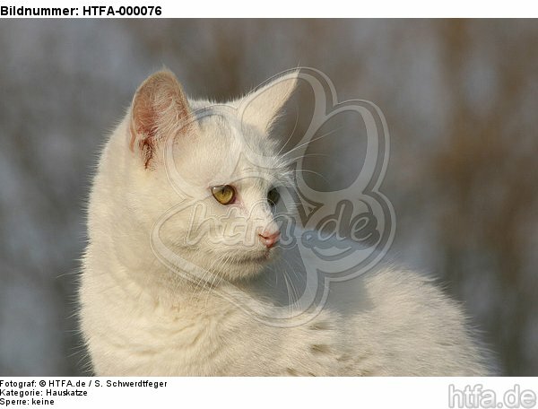 Hauskatze Portrait / domestic cat portrait / HTFA-000076