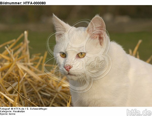 Hauskatze Portrait / domestic cat portrait / HTFA-000080