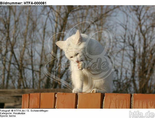 Hauskatze putzt sich / domestic cat is preening itself / HTFA-000081