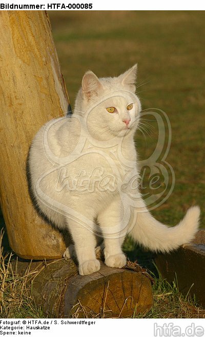 weiße Hauskatze im Abendlicht / white domestic cat / HTFA-000085