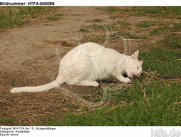 Hauskatze frißt Maus / domestic cat eats mouse / HTFA-000089