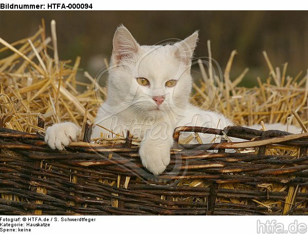 weiße Hauskatze im Strohkorb / white domestic cat / HTFA-000094