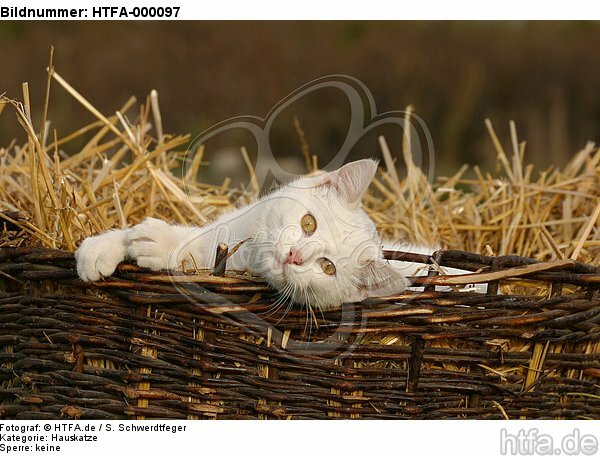 weiße Hauskatze im Strohkorb / white domestic cat / HTFA-000097