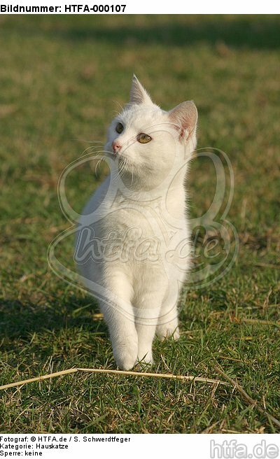 weiße Hauskatze / white domestic cat / HTFA-000107