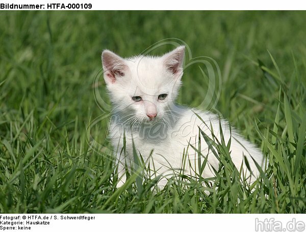 weißes Kätzchen / white kitten / HTFA-000109