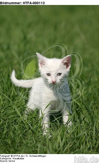 weißes Kätzchen / white kitten / HTFA-000113