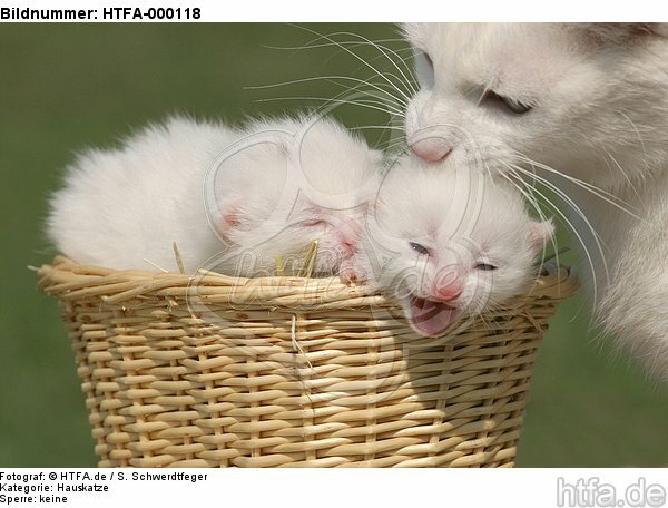 Katzenmutter mit Babys / cat with kitten / HTFA-000118
